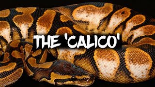 The Potential of the 'Calico' ball python!