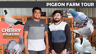 Fancy Racing Pigeon Farm Tour | Cherry Pigeon Coimbatore | Sales | Birds Farm Visit