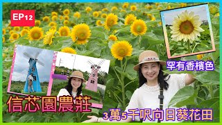 【Re太Channel之貼地遊】元朗新田信芯園 | 向日葵 ｜花海｜打卡 |太陽花 ｜3萬5千呎農莊 | 荷蘭向日葵