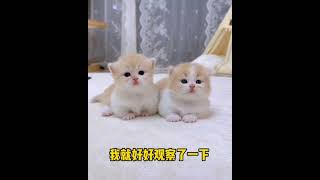 April 18, 2024 | Adorable two baby kittens