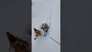 雪上の足跡🐾 “RUN’s Footprints in the Snow”