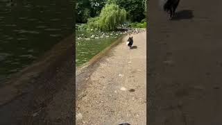 Dog Gets Instant Karma for Chasing Geese || ViralHog