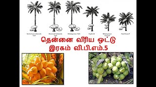 தென்னை வீரிய ஒட்டு இரகம் வி.பி.எம்.5