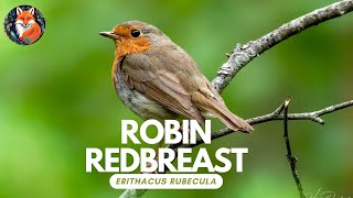 Robin in Your Garden? Everything You Need to Know About These Red-breasted Birds