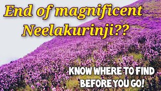 The flower that blossoms once in 12 years - #Neelakurinji 💜