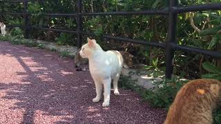 那覇市 波の上うみそら公園の桜猫  105