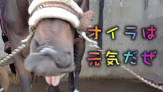 あーこっこ乗馬日記〜乾物を巡る果てなき戦い！心配かけたけどオイラは元気だぜ！