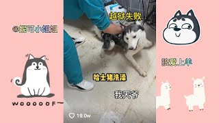 哈士猪洗澡把隔壁小狗吓哭了#妮可的狗子 @温柔的妮可   抖音 #妮可的狗子 让你笑到爆 Make you burst into laughter あなたを陽気にする