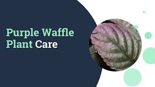 Purple Waffle Plant Care