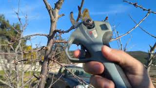 Pruning part 8. Skeena cherry variety.