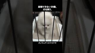 今日からポメラニアンの子犬と暮らします