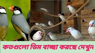 কতগুলো করে ডিম বাচ্ছা করছে দেখুন। জাভা পাখি পালন। java birds breeding progress#video