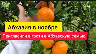 Сбор урожая в Абхазии. Сезон мандарин и хурмы открыт. Абхазия в ноябре. Абхазия 2023