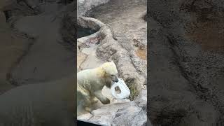 暴れるホッキョクグマ　冬の旭山動物園 / Polar Bear in Asahiyama Zoo.