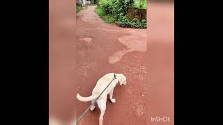 ഗുണ്ടായിസം എന്നും എന്റെ ഒരു വീക്നെസ് ആണ് 😡(Labrador Retriever )🐕🐕🐶🐶(Attacking video)