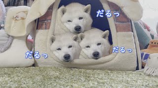 夜になると完全覚醒する可愛さ３倍ケルベロス柴犬