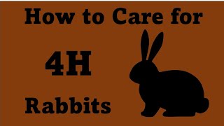 How to Care for 4H Rabbits