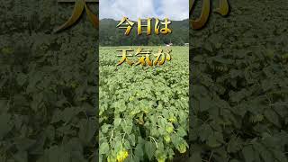 【矢巾町】ひまわり畑（和味フラワーパーク）