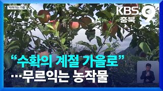 “수확의 계절 가을로”…무르익는 농작물 / KBS  2022.09.17.