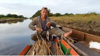 pertama kali..!! liat TAJUR IKAN GABUS sebanyak ini..