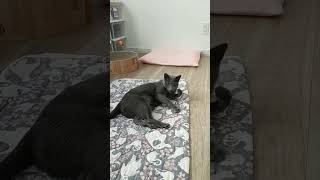 ネズミをキャッチする猫（ロシアンブルー）#ねこ #shorts