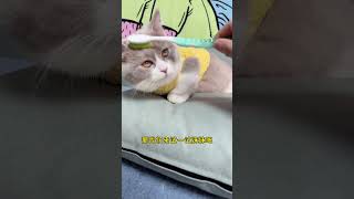 听说用牙刷刷猫咪额头会让他想起妈妈 我真的被感动了 #猫咪的迷惑行为 #萌宠成长记