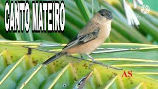 CABOCLINHO CANTO MATEIRO