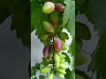 anggur import new baikonur gardening fruit plant anggur anggurimport