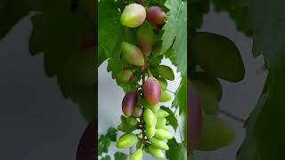 Anggur import new baikonur #gardening #fruit #plant #anggur #anggurimport