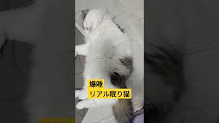 爆睡リアル眠り猫　♯爆睡　♯眠り猫