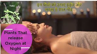 17 શ્રેષ્ઠ ઇન્ડોર છોડ જે ઓક્સિજન 24/7 ઉત્પ...