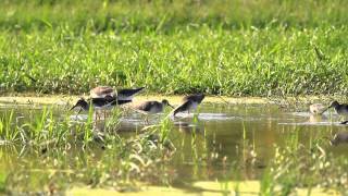 ♪鳥くん野鳥動画（沖縄本島）アカアシシギ群れいいCommonRedshank