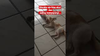 Oyen akur saling sayang