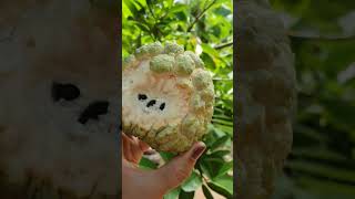 ផ្លែទៀបធម្មជាតិ Khmer fruit