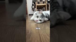 真的很生气家人们 宅家治愈记 情绪好稳定的小猫 小猫是平淡生活的解药