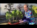 Bonsai Forest Tutorial - Maple & Juniper