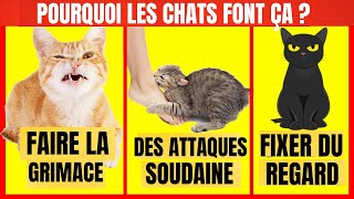 Signification de 7 comportements de chat expliqués