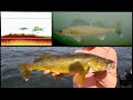 How To Find Late Summer Walleyes + Underwater Footage