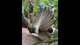 Female pheasant not impressed by mating dance 구애춤 추는 새