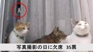 【No.1】猫おもしろ大喜利ベスト5（集合写真の撮影の日に欠席）