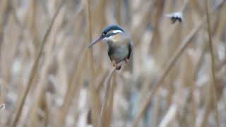 2020.2.14   東京上野鳥散歩・カワセミ