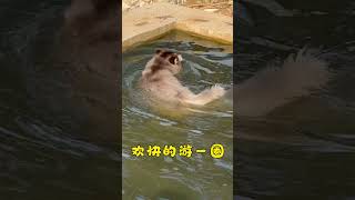 当你的狗狗为了洗澡跳进脏水沟😤 | When your dog jumps into the dirty ditch to take a bath #shorts #dog #cutedogs