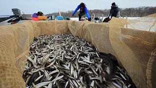 ワカサギきらきら　網走湖で氷下引き網漁