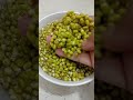 high protein sprouted green moong dal for vegetarian sandhya jaiswal