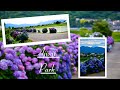 Kaisei Ajisai Park | #開成あじさい公園 | Blooming Hydrangea beside the rice field | 田んぼの横に咲くアジサイ