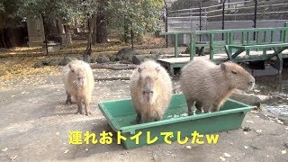 お風呂シーズン到来目前　大宮公園のカピバラたち