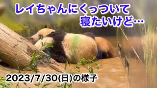 【レイちゃんにくっついて寝たいシャオくん🐼でもレイちゃんは…⁈】〜2023/7/30(日)上野動物園〜