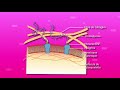 l’organisme pluricellulaire ensemble de cellules spécialisées svt 2de