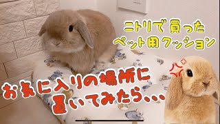 ニトリで買ったペット用クッションをお気に入りの場所に置いたら意外な反応が‼️ ＃23