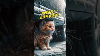 #ai绘画 #橘猫 #不爱请别伤害 如果不爱请不要伤害！ #cat #肥橘 #funny